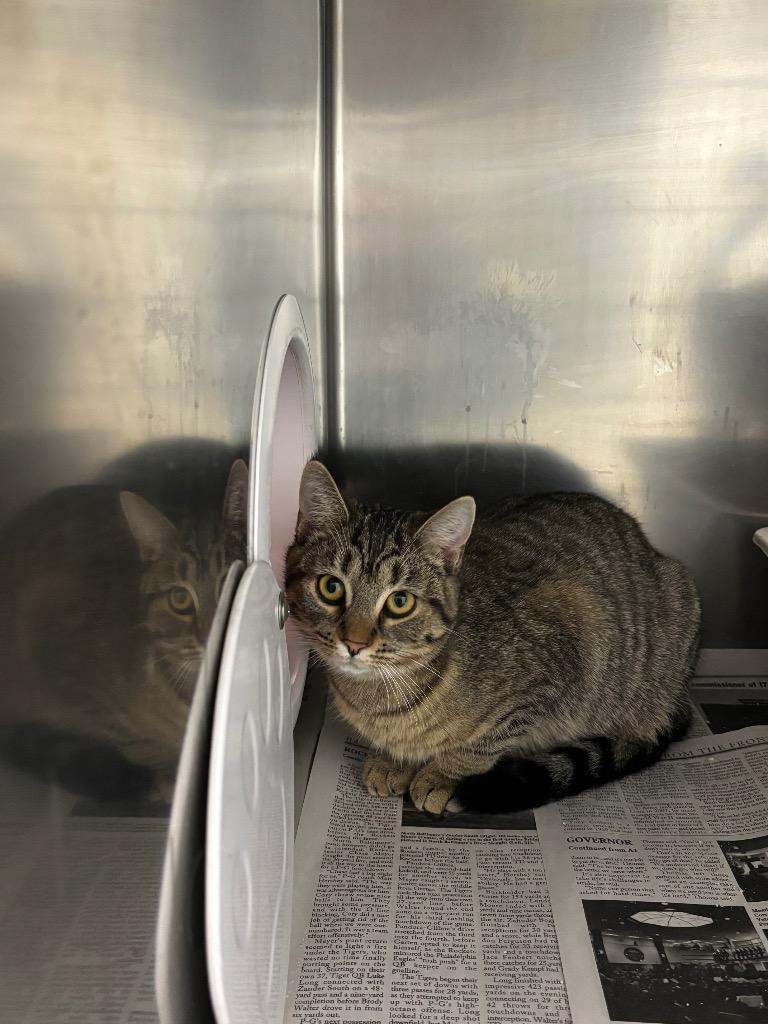 Enlarge Dash, a Adoptable mixed breed in Findlay, OH image 1/1