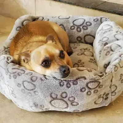 Pumpkin, Adoptable, Adult Male Chihuahua.