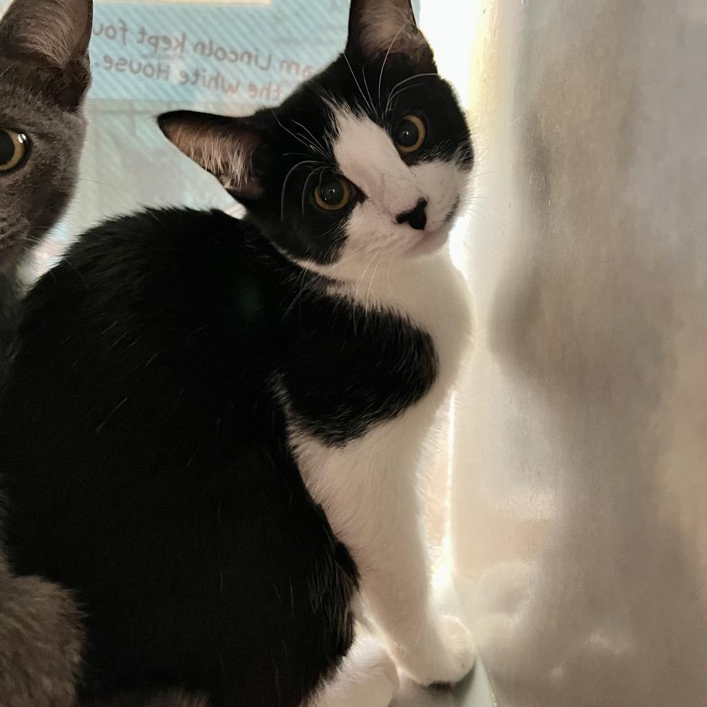 Enlarge Kittens, a Adoptable Domestic Short Hair in Glenwood Springs, CO image 1/5