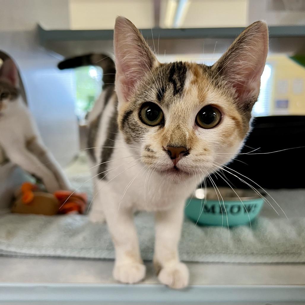 Enlarge Kittens, a Adoptable Domestic Short Hair in Glenwood Springs, CO image 2/5
