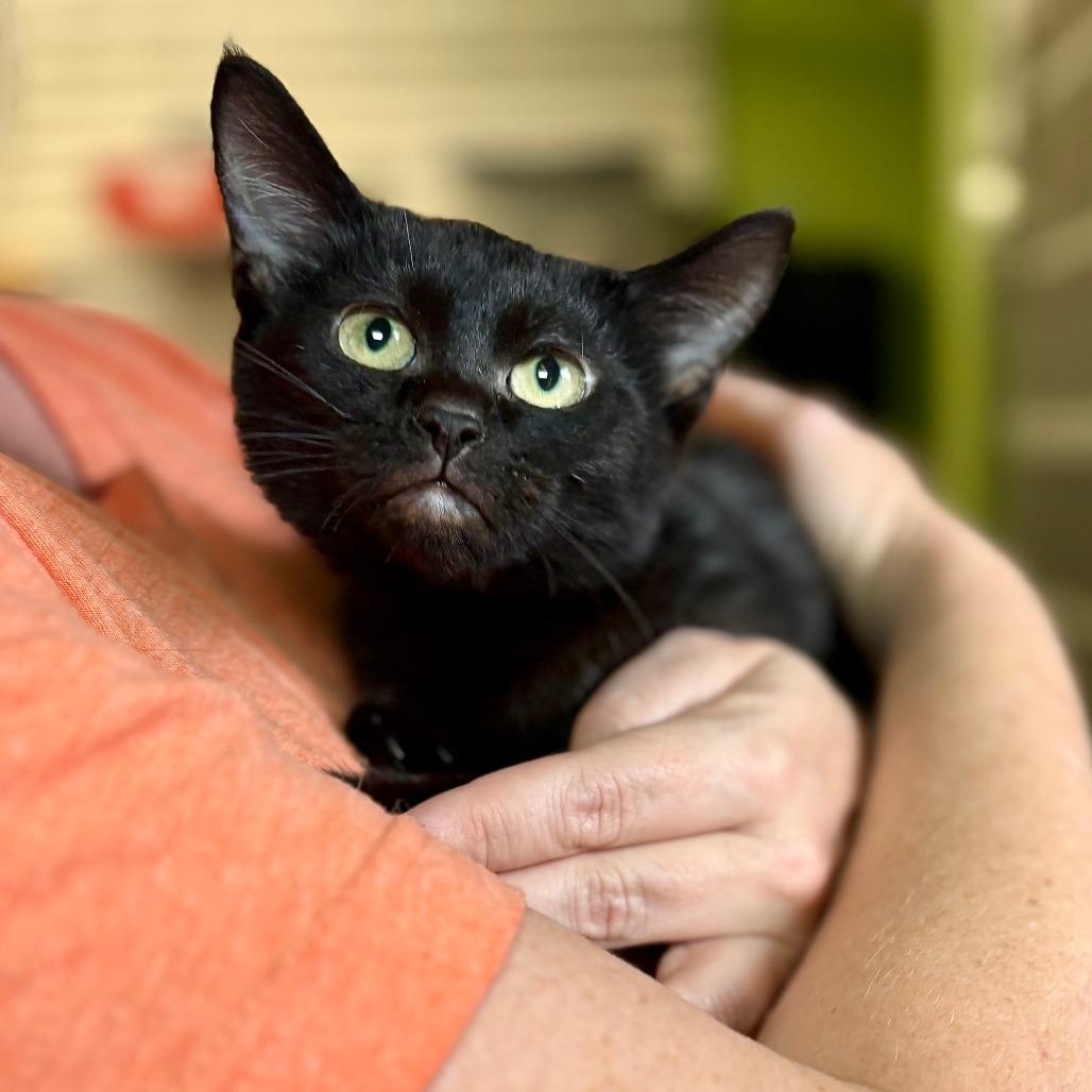 Enlarge Kittens, a Adoptable Domestic Short Hair in Glenwood Springs, CO image 3/5