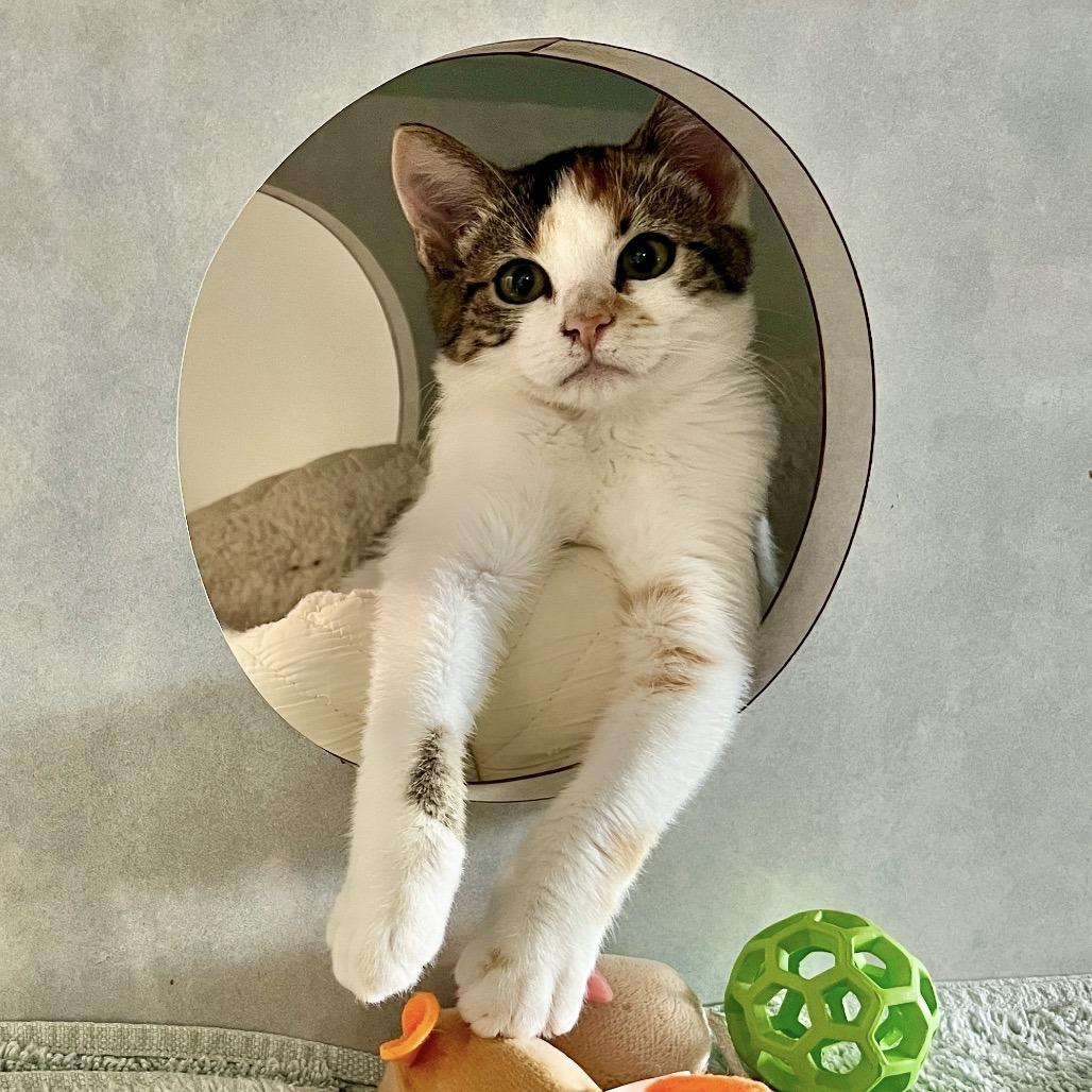 Enlarge Kittens, a Adoptable Domestic Short Hair in Glenwood Springs, CO image 4/5