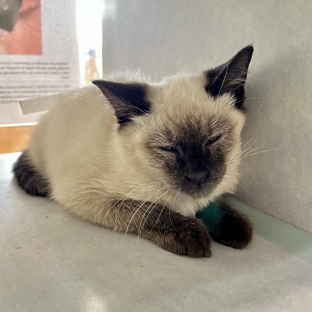 Enlarge Kittens, a Adoptable Domestic Short Hair in Glenwood Springs, CO image 5/5