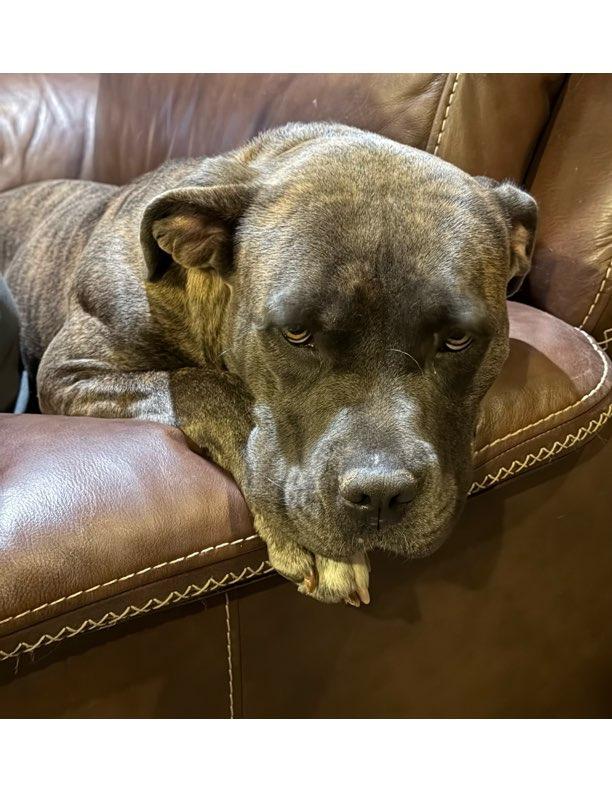 Pepper, Adoptable, Young Female American Staffordshire Terrier.