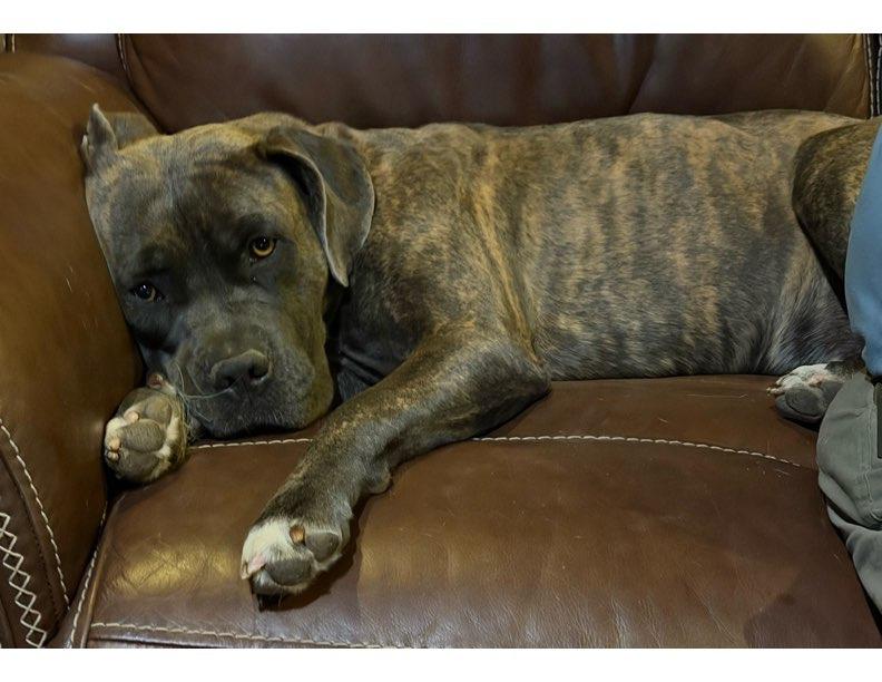 Enlarge Pepper, a Adoptable mixed breed in Farmersville, TX image 2/3