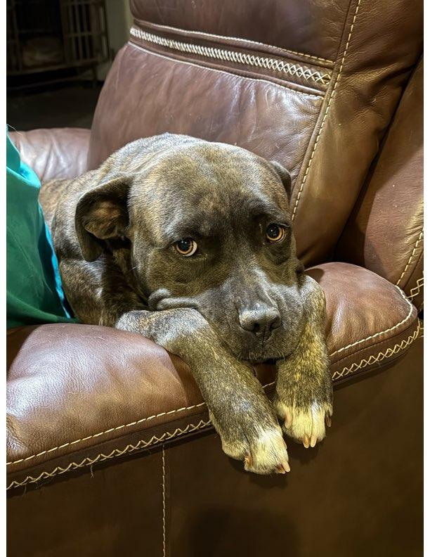 Enlarge Pepper, a Adoptable mixed breed in Farmersville, TX image 3/3