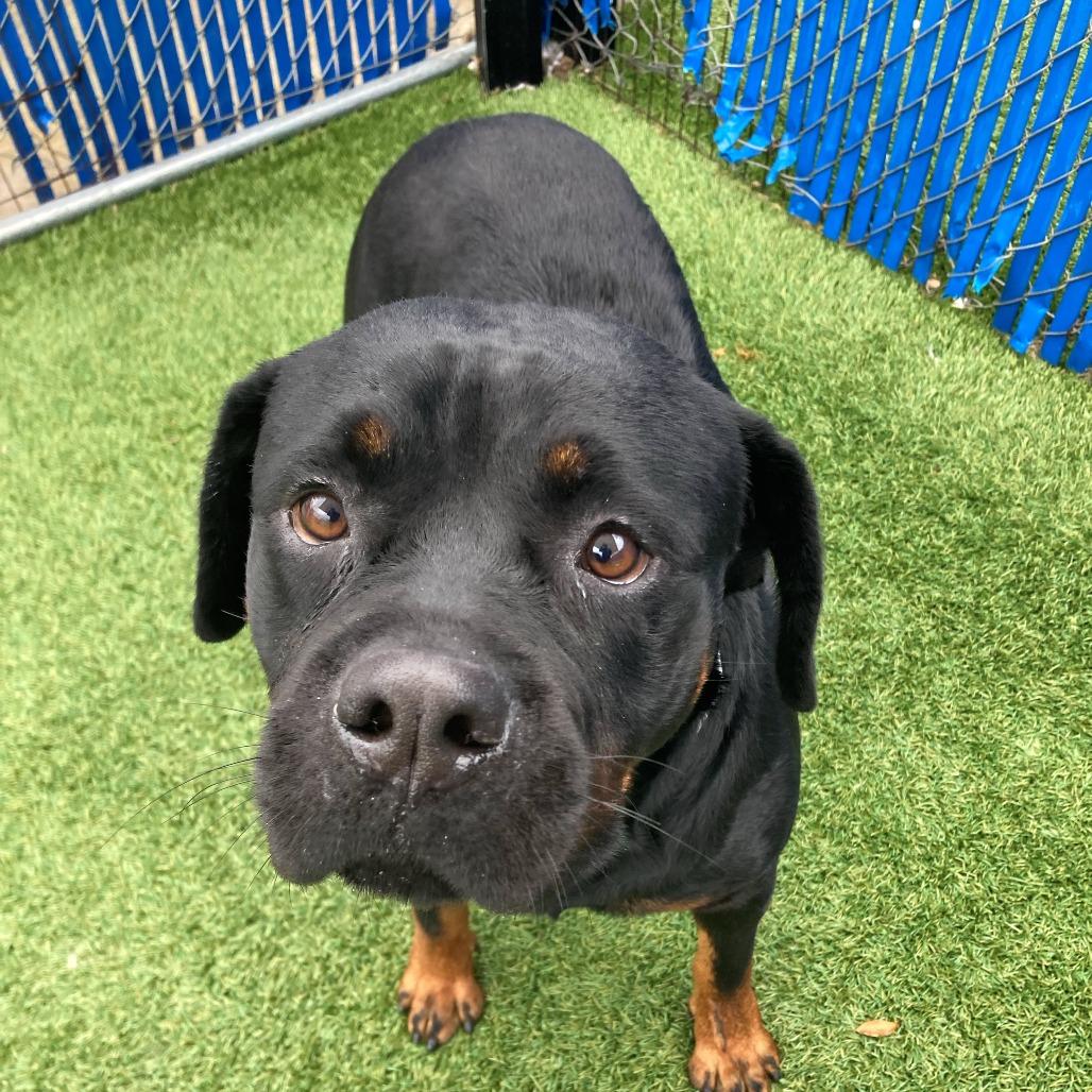 Shirley, Adoptable, Adult Female Rottweiler.