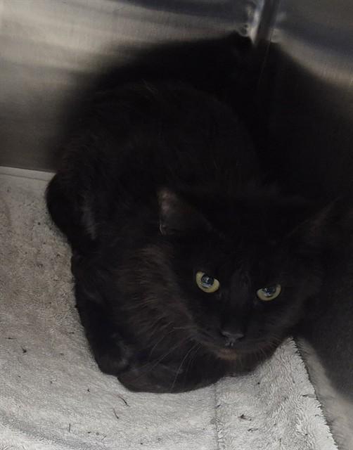 Enlarge EMILIA, a Adoptable Domestic Short Hair in Decatur, IL image 2/2