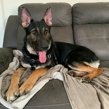 Max (& his emotional support pet rock!)