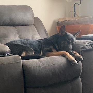Max (& his emotional support pet rock!)