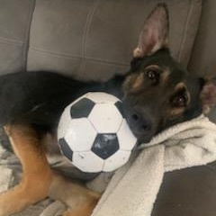 Max (& his emotional support pet rock!)