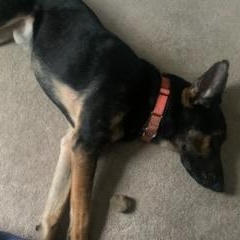 Max (& his emotional support pet rock!)