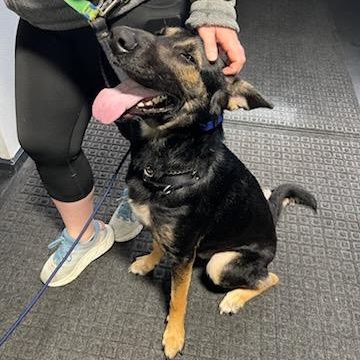 Max (& his emotional support pet rock!)