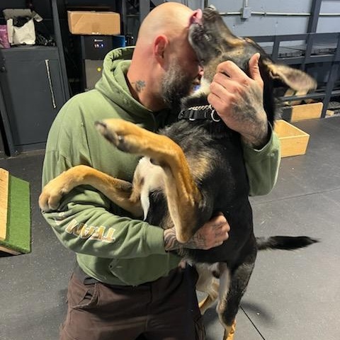 Enlarge Max (& his emotional support pet rock!), a Adoptable Shepherd in westport, CT image 6/6
