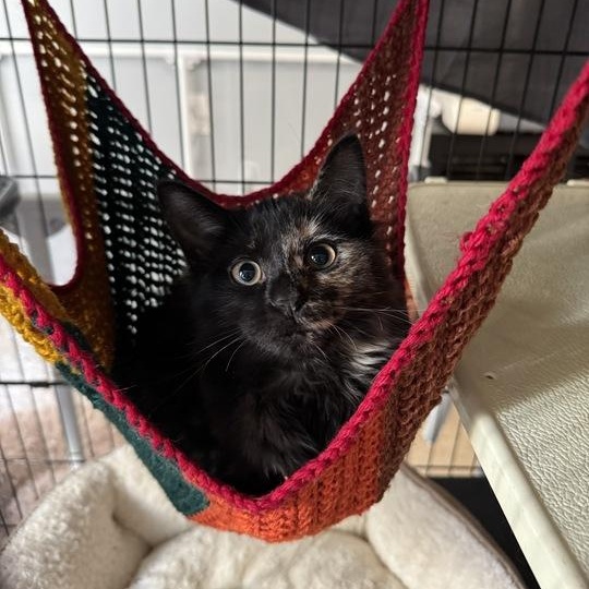 Alias, a ADOPTABLE Domestic Long Hair in Midvale, UT image 1/4