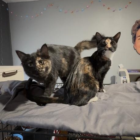 Alias, a ADOPTABLE Domestic Long Hair in Midvale, UT image 3/4