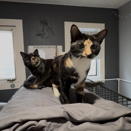 Alias, a ADOPTABLE Domestic Long Hair in Midvale, UT image 4/4