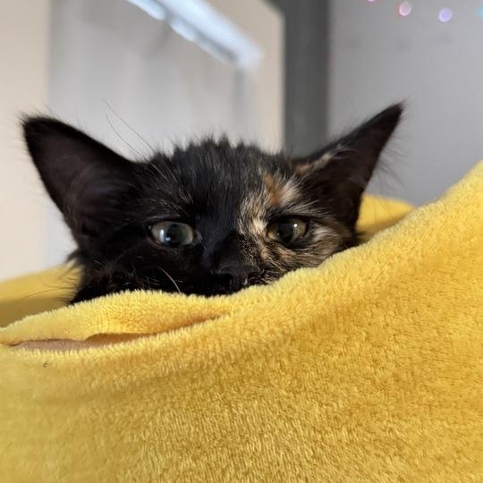 Alias, a ADOPTABLE Domestic Long Hair in Midvale, UT image 2/4