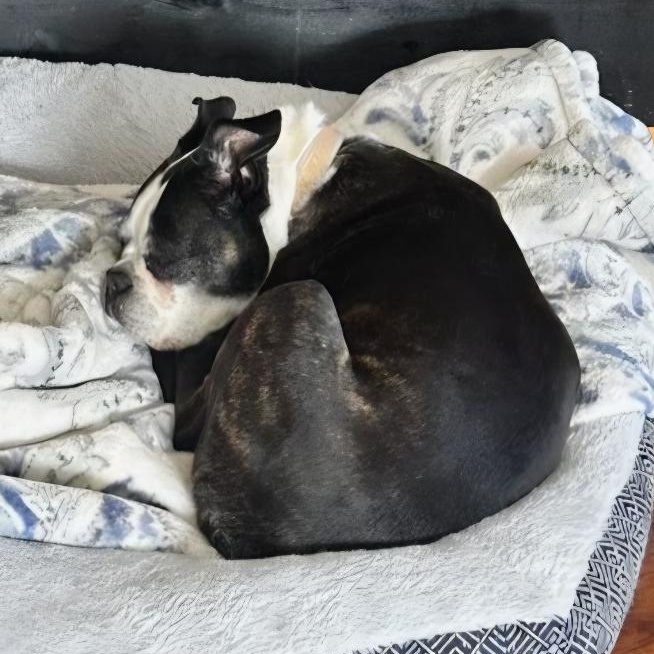 Enlarge Dax - pending , a Adoptable Boston Terrier in Salt Lake City, UT image 6/6