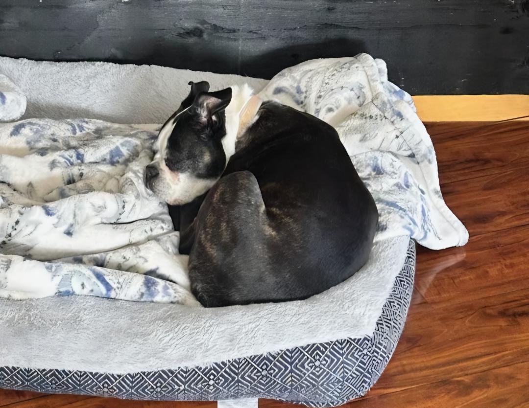 Enlarge Dax in UT, a Adoptable Boston Terrier in Salt Lake City, UT image 6/6