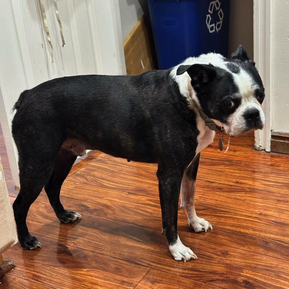 Enlarge Dax - pending , a Adoptable Boston Terrier in Salt Lake City, UT image 3/6