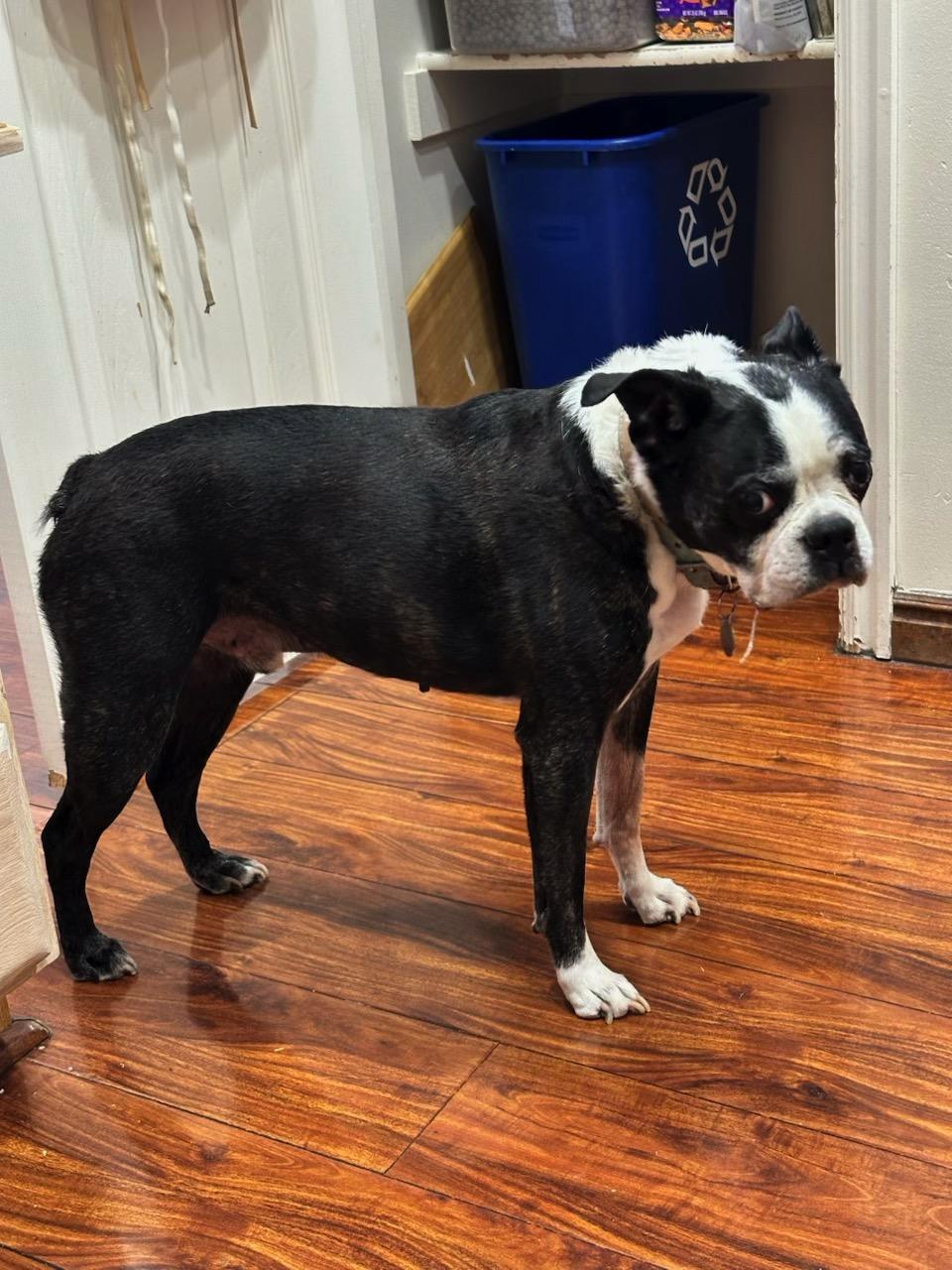 Enlarge Dax in UT, a Adoptable Boston Terrier in Salt Lake City, UT image 3/6