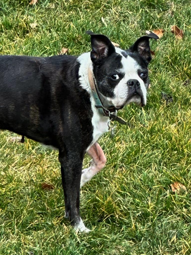 Enlarge Dax in UT, a Adoptable Boston Terrier in Salt Lake City, UT image 1/6