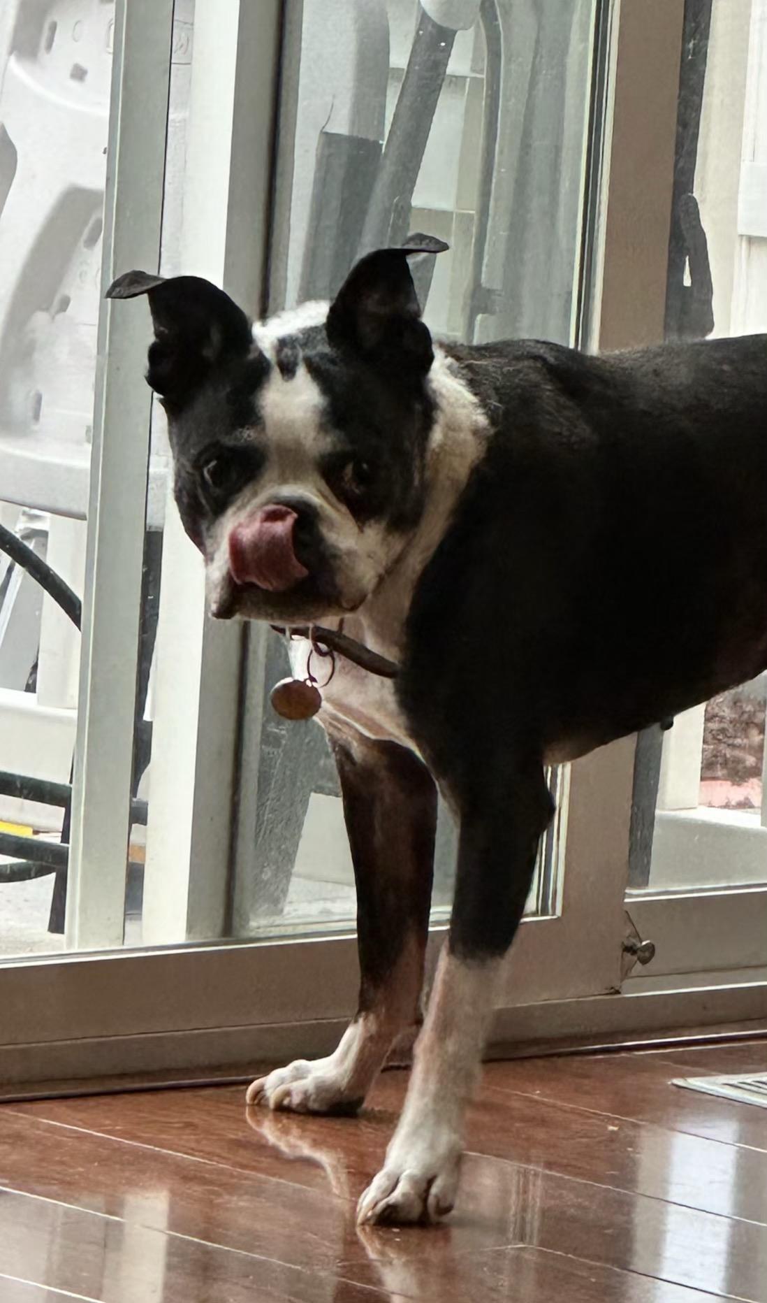 Enlarge Dax in UT, a Adoptable Boston Terrier in Salt Lake City, UT image 2/6