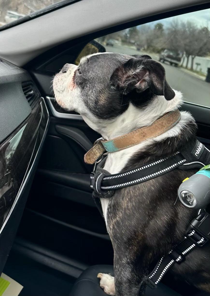 Enlarge Dax in UT, a Adoptable Boston Terrier in Salt Lake City, UT image 4/6