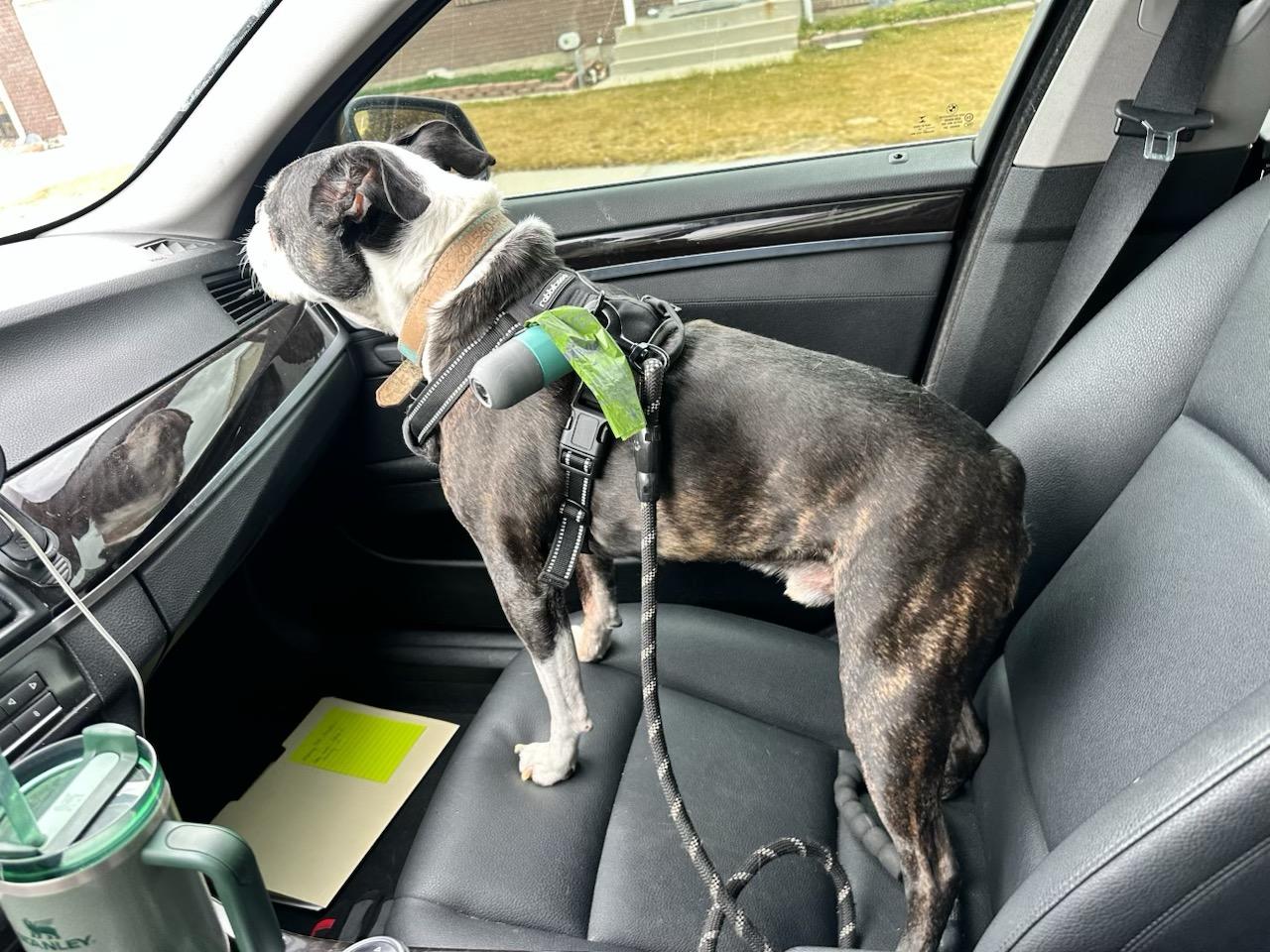 Enlarge Dax in UT, a Adoptable Boston Terrier in Salt Lake City, UT image 5/6