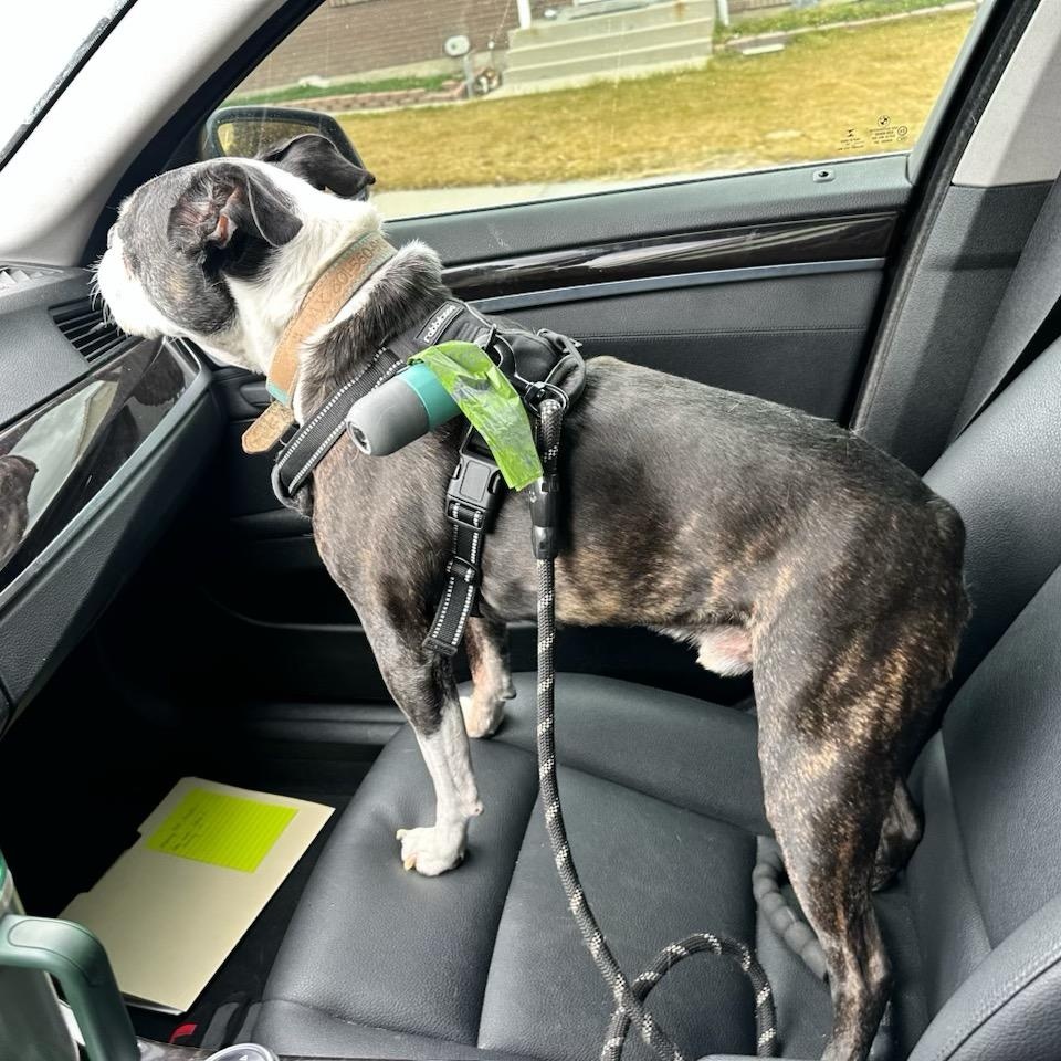 Enlarge Dax - pending , a Adoptable Boston Terrier in Salt Lake City, UT image 5/6