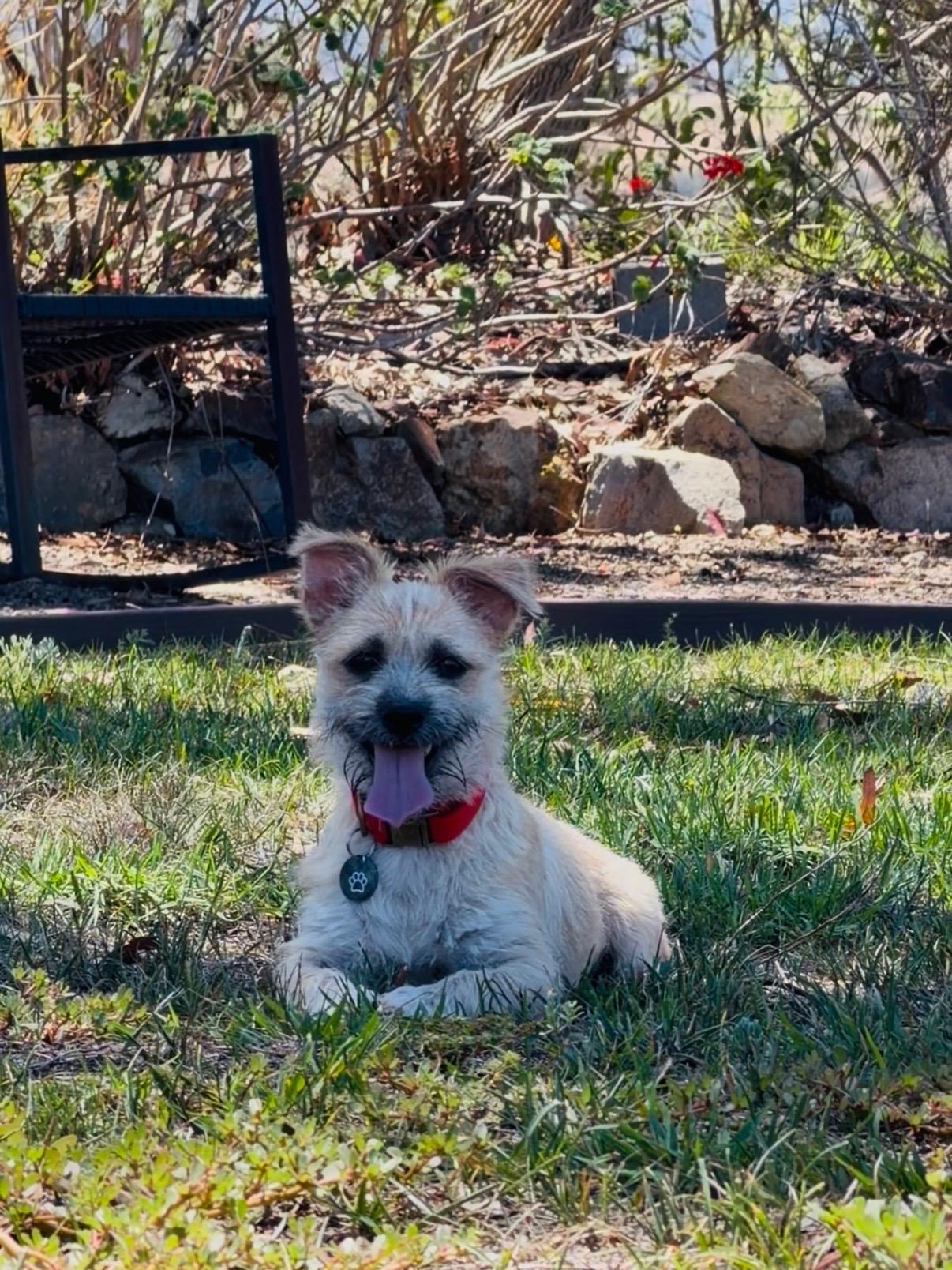 Rayo, ADOPTABLE, Young Male Terrier.