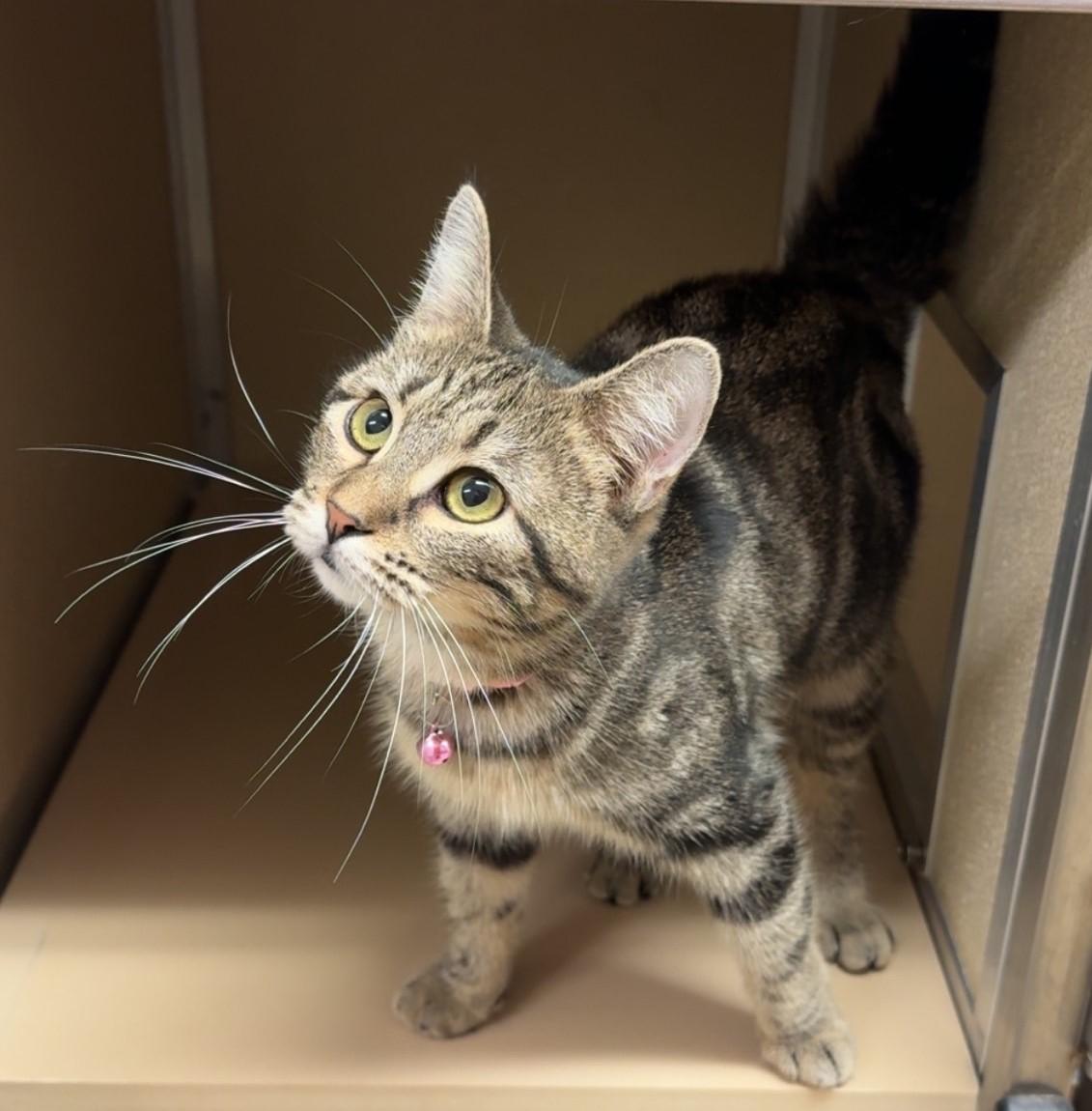 Glitch, Adoptable, Young Female Domestic Short Hair.