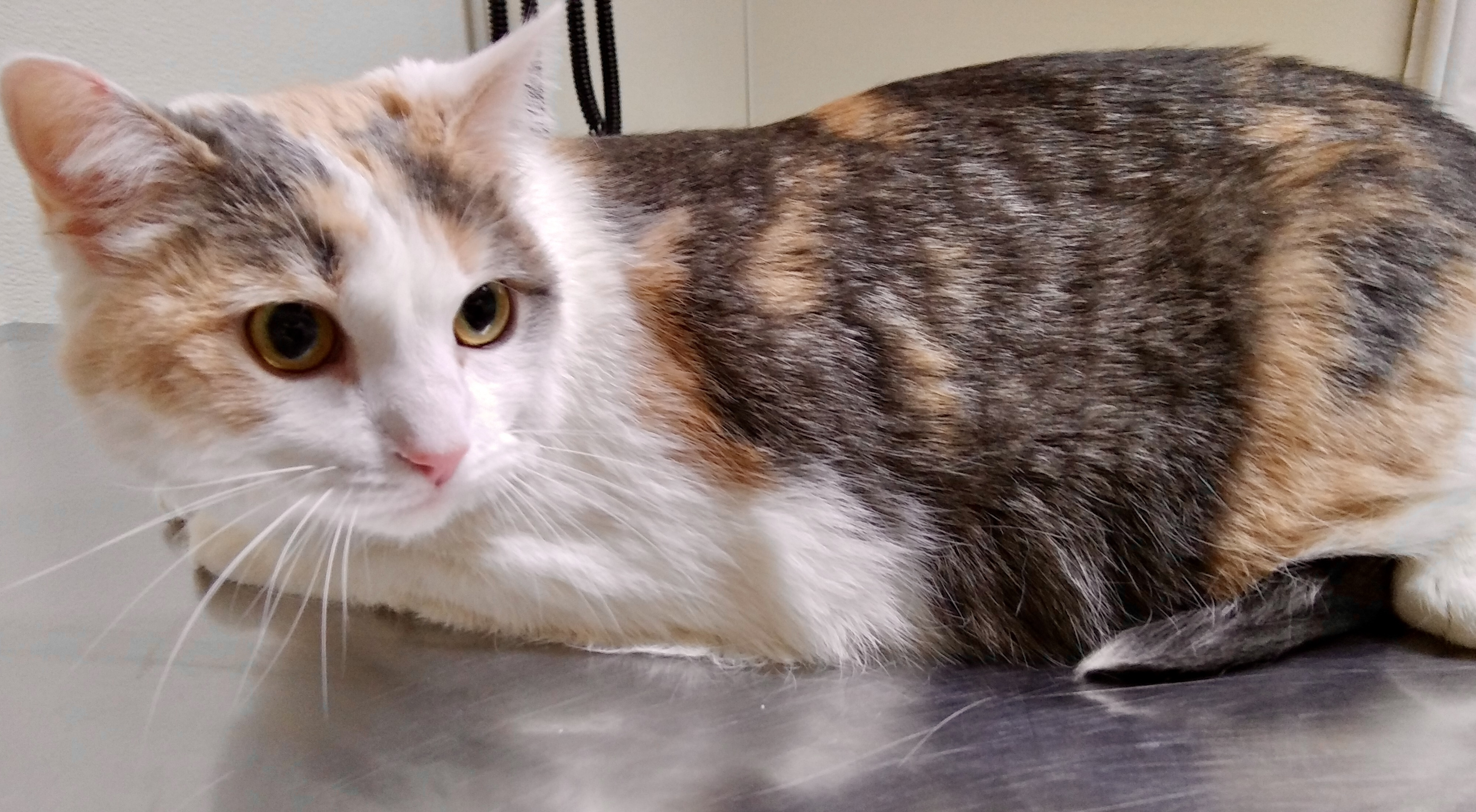 Lacy, a Adoptable Domestic Short Hair in Gallatin, TN image 1/6