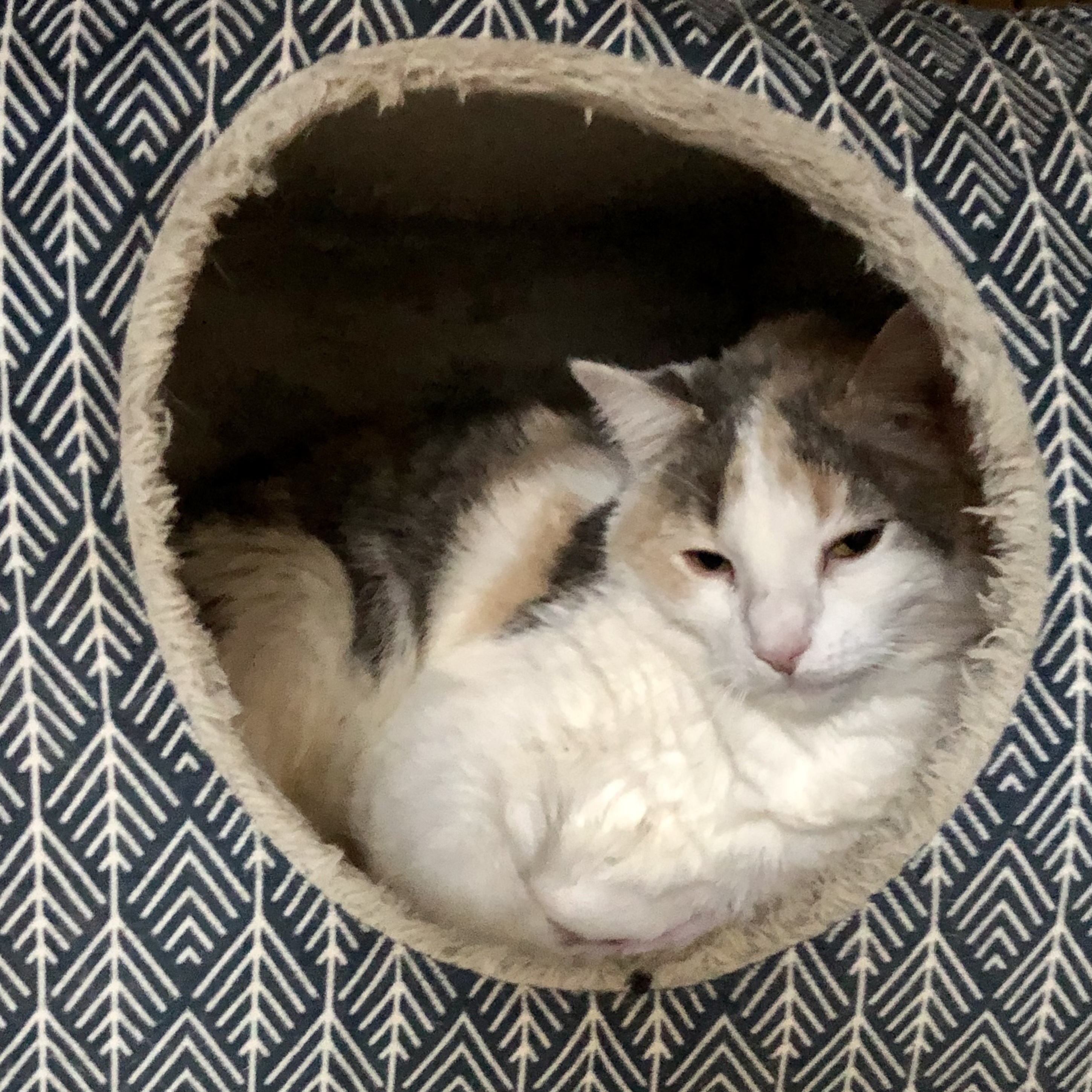 Lacy, a Adoptable Domestic Short Hair in Gallatin, TN image 2/6