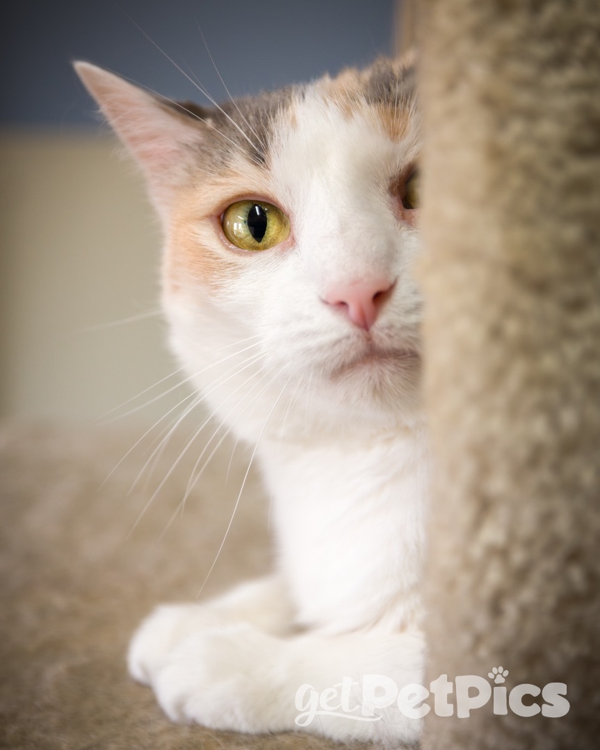 Lacy, a Adoptable Domestic Short Hair in Gallatin, TN image 3/6
