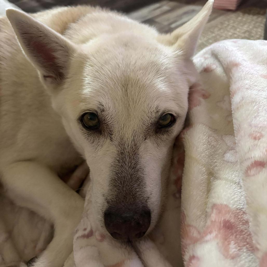 Enlarge Linda, a Adoptable mixed breed in Starkville, MS image 1/6