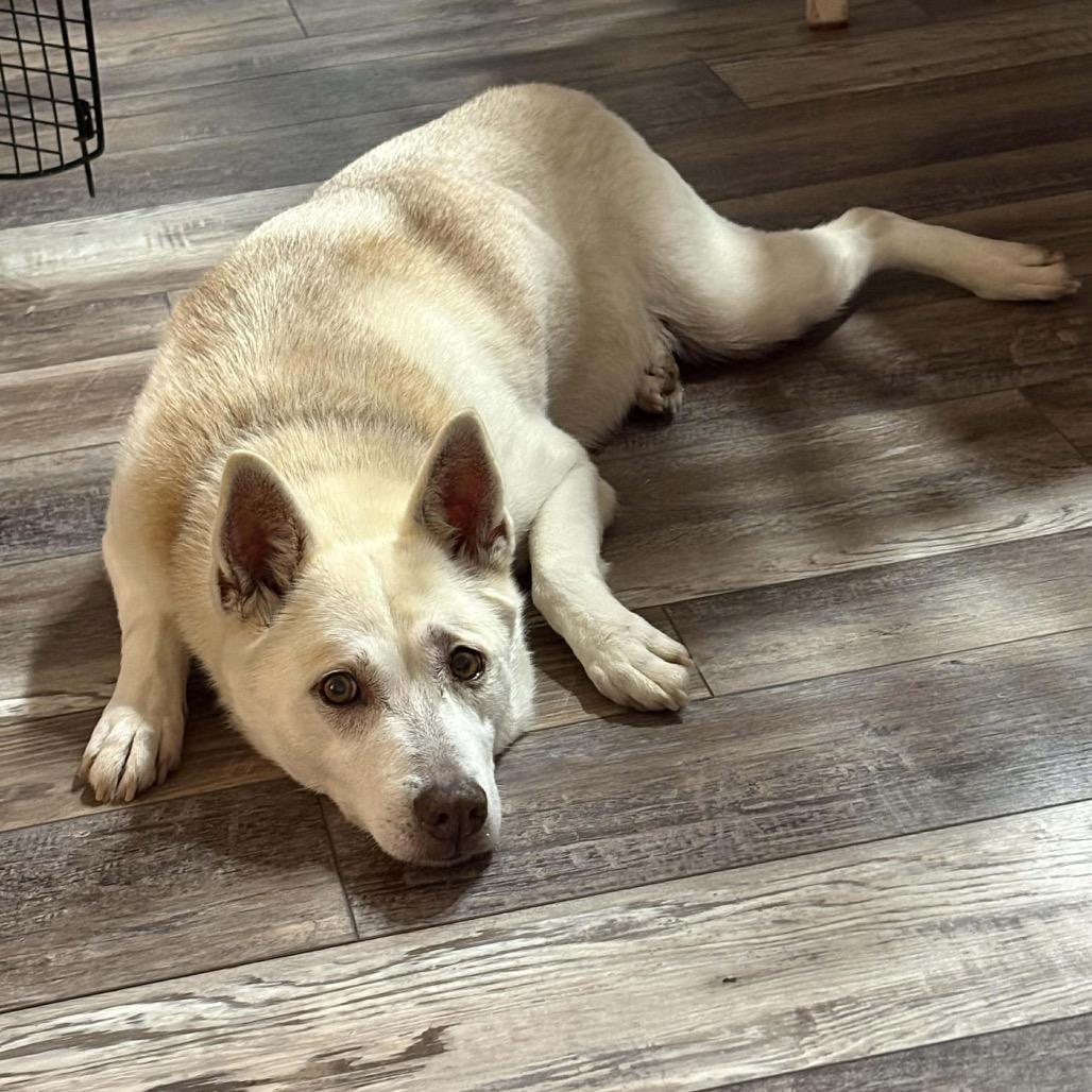 Enlarge Linda, a Adoptable mixed breed in Starkville, MS image 2/6