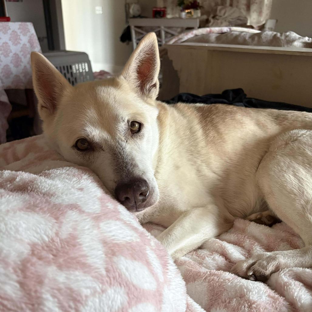 Enlarge Linda, a Adoptable mixed breed in Starkville, MS image 3/6