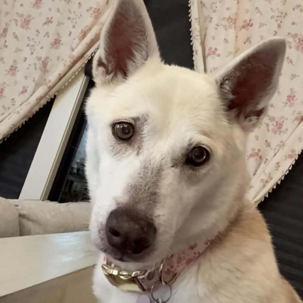 Enlarge Linda, a Adoptable mixed breed in Starkville, MS image 4/6