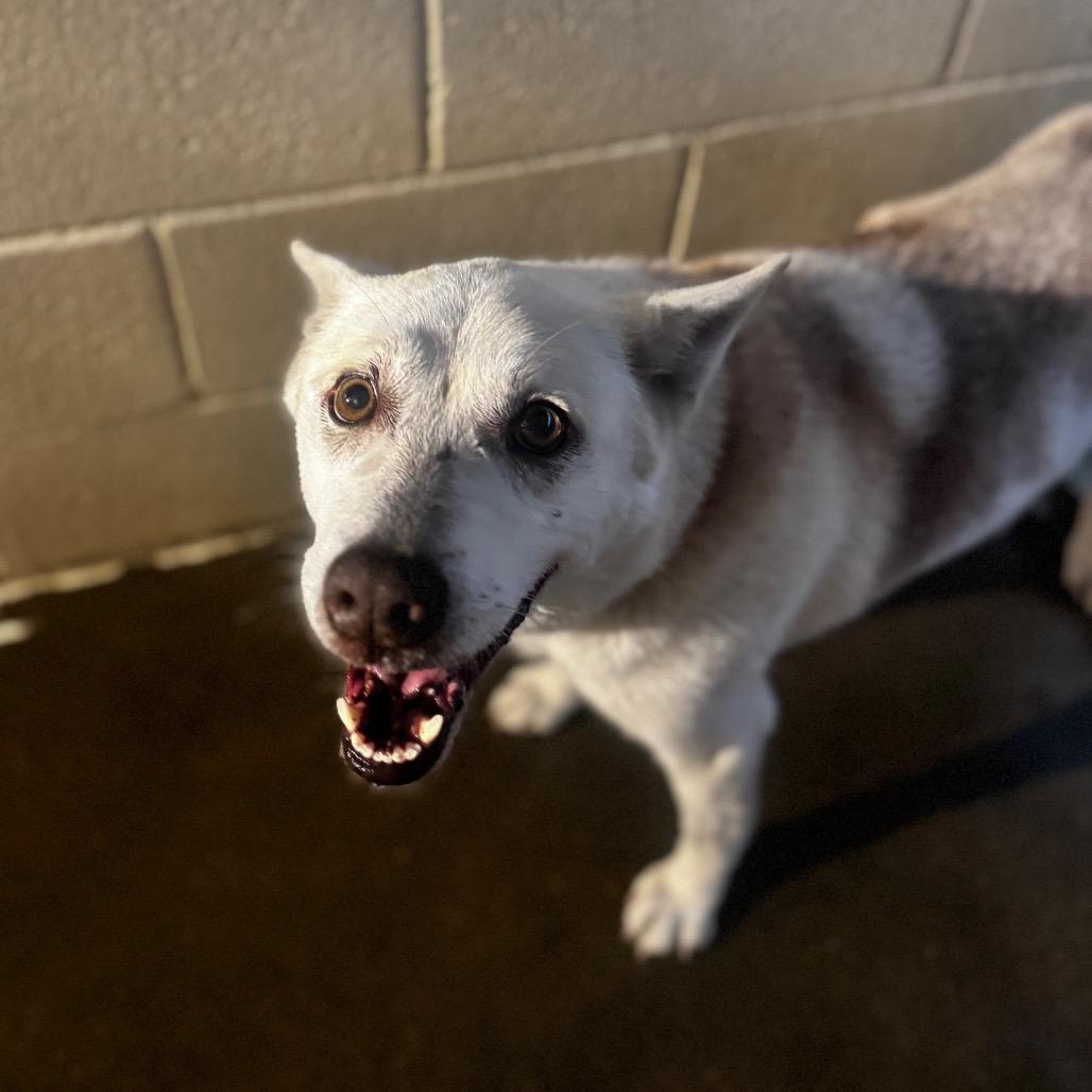 Enlarge Linda, a Adoptable mixed breed in Starkville, MS image 1/1