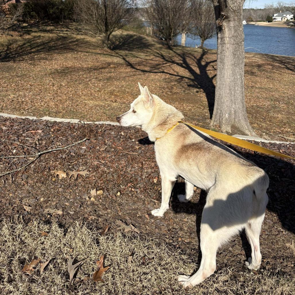 Enlarge Linda, a Adoptable mixed breed in Starkville, MS image 6/6