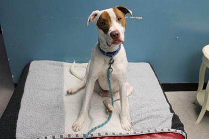 Enlarge Bubba, a Adoptable mixed breed in Kansas City, MO image 1/3