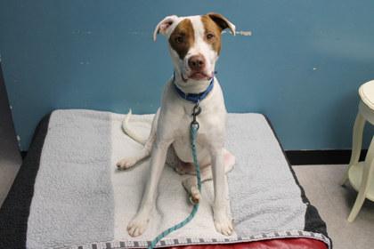 Enlarge Bubba, a Adoptable mixed breed in Kansas City, MO image 2/3