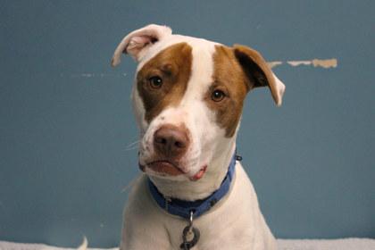 Enlarge Bubba, a Adoptable mixed breed in Kansas City, MO image 3/3