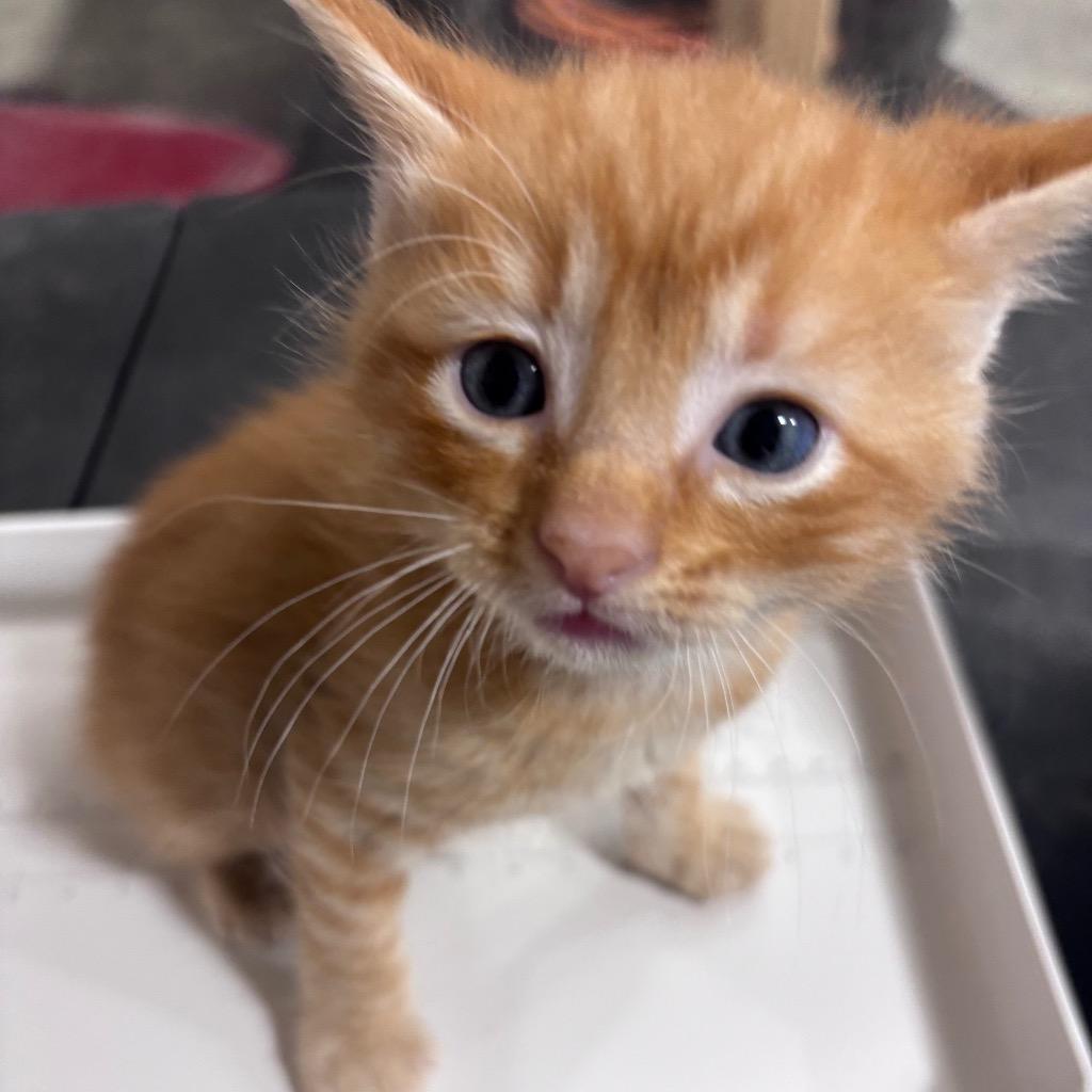 Enlarge Martino, a Adopted mixed breed in Corpus Christi, TX image 1/1