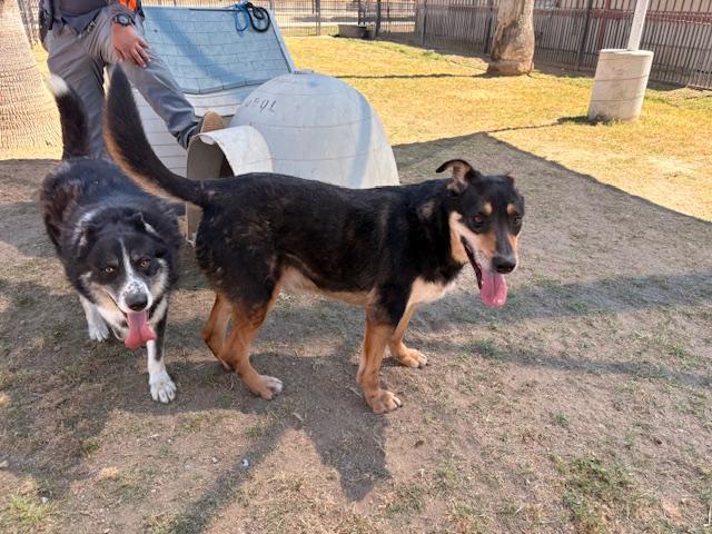 Enlarge CHAMP, a Adoptable Shepherd in Delano, CA image 4/6