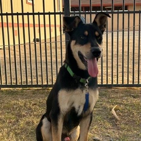 CHAMP, a Adoptable Shepherd in Delano, CA image 3/5