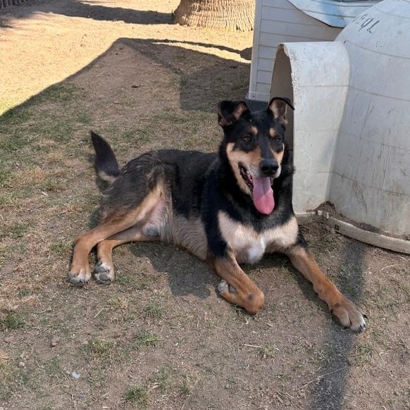 Enlarge CHAMP, a Adoptable Shepherd in Delano, CA image 2/6
