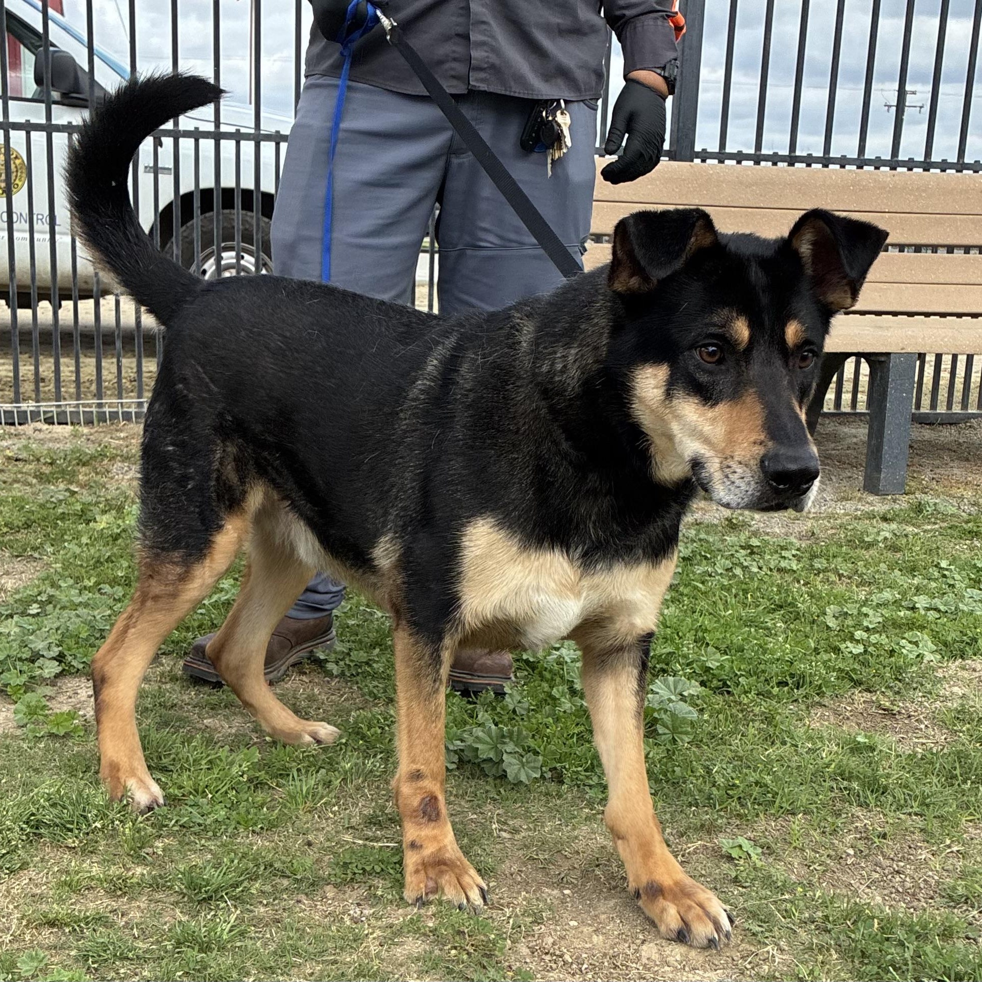 Enlarge CHAMP, a Adoptable Shepherd in Delano, CA image 2/3